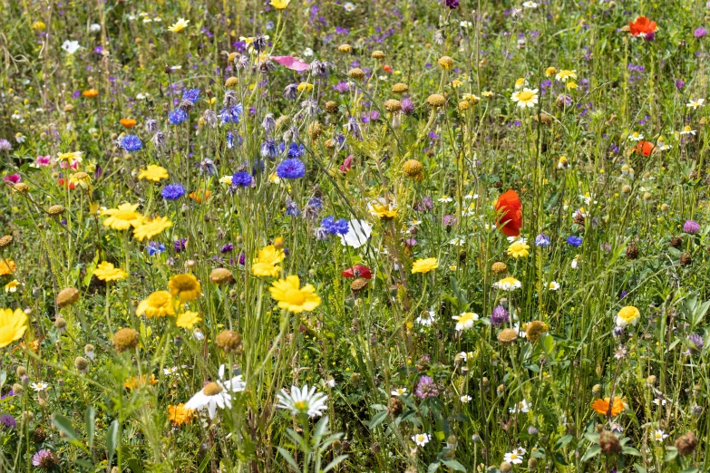 a field full of flowers and plants with many different colors