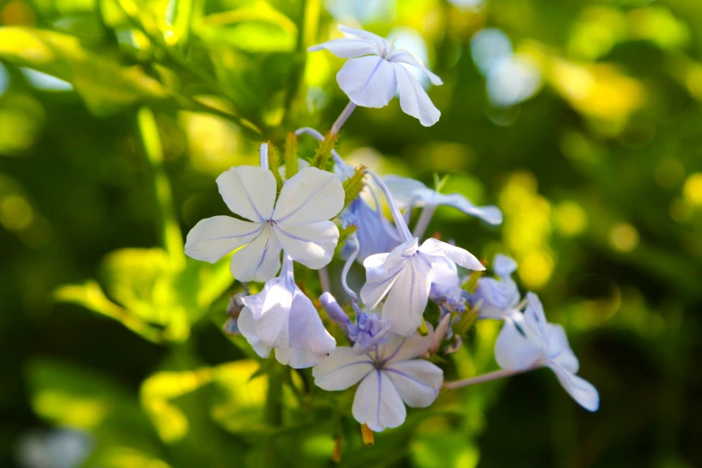 some blue and white flowers with leaves around them