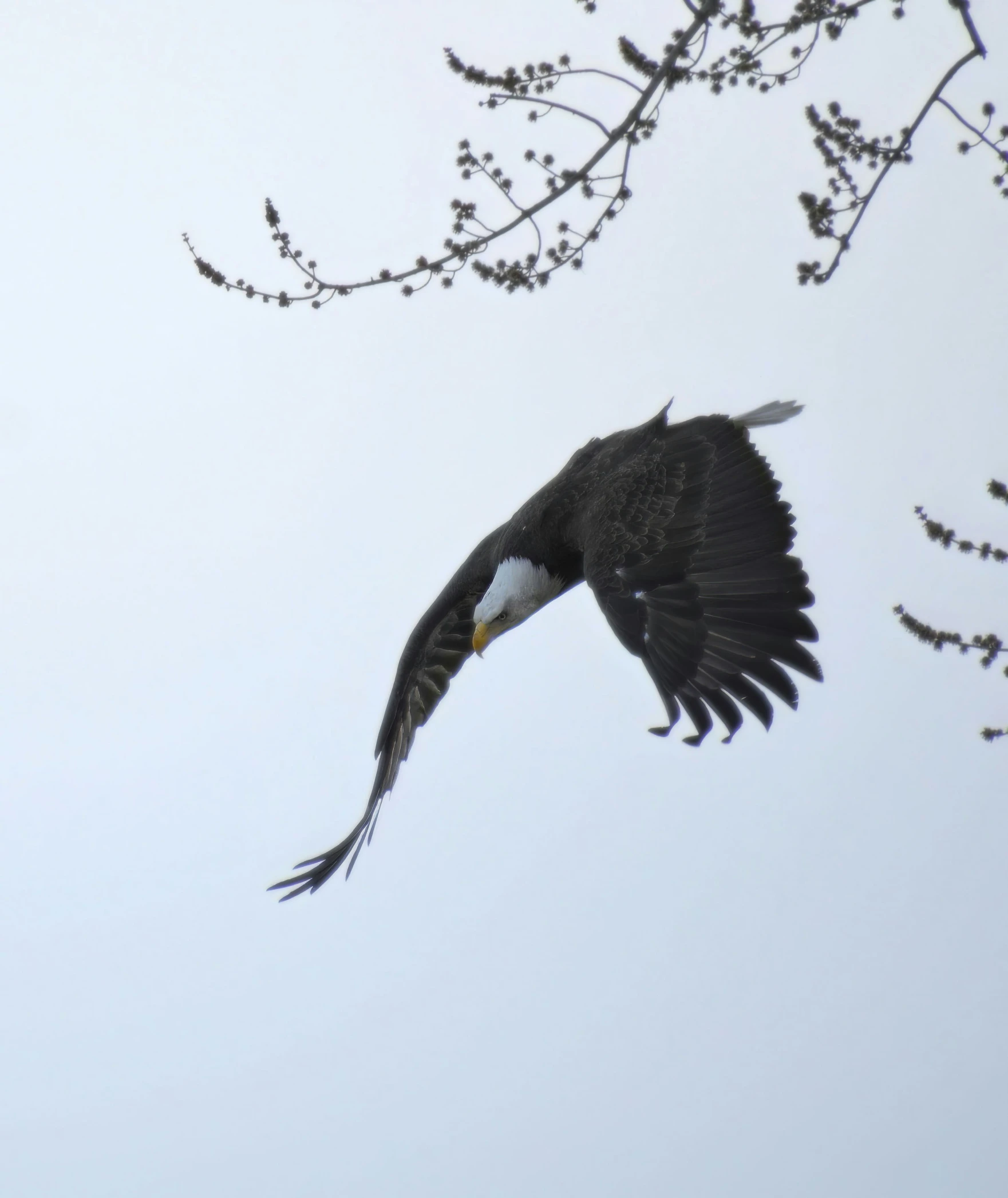 a big bird flying over some leafy nches