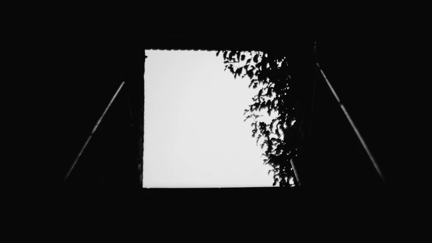 a black and white po of a tree outside of a window