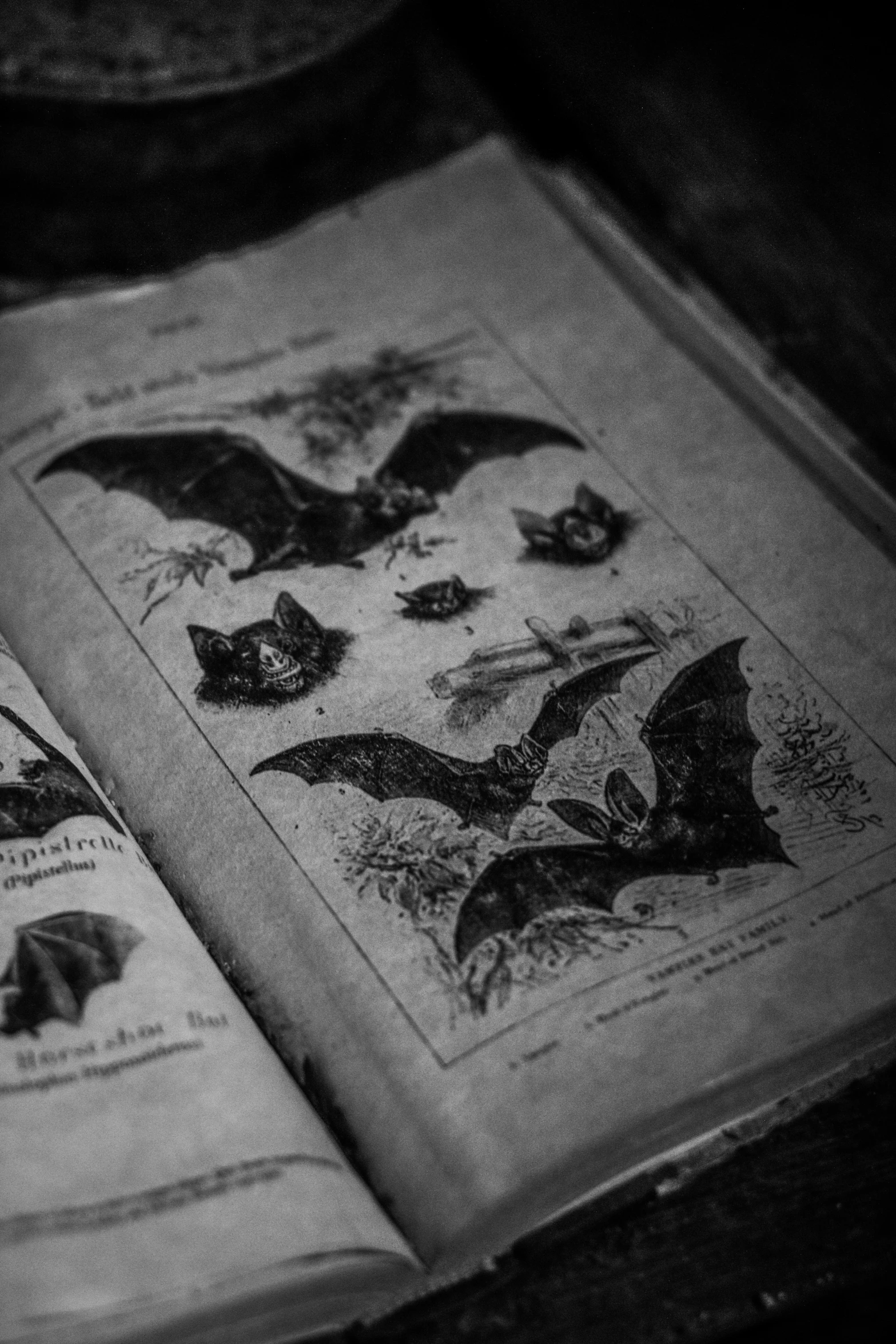 the bats are lying on the old books