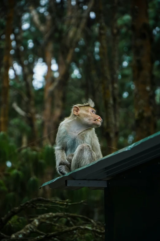 a small monkey is standing on a building