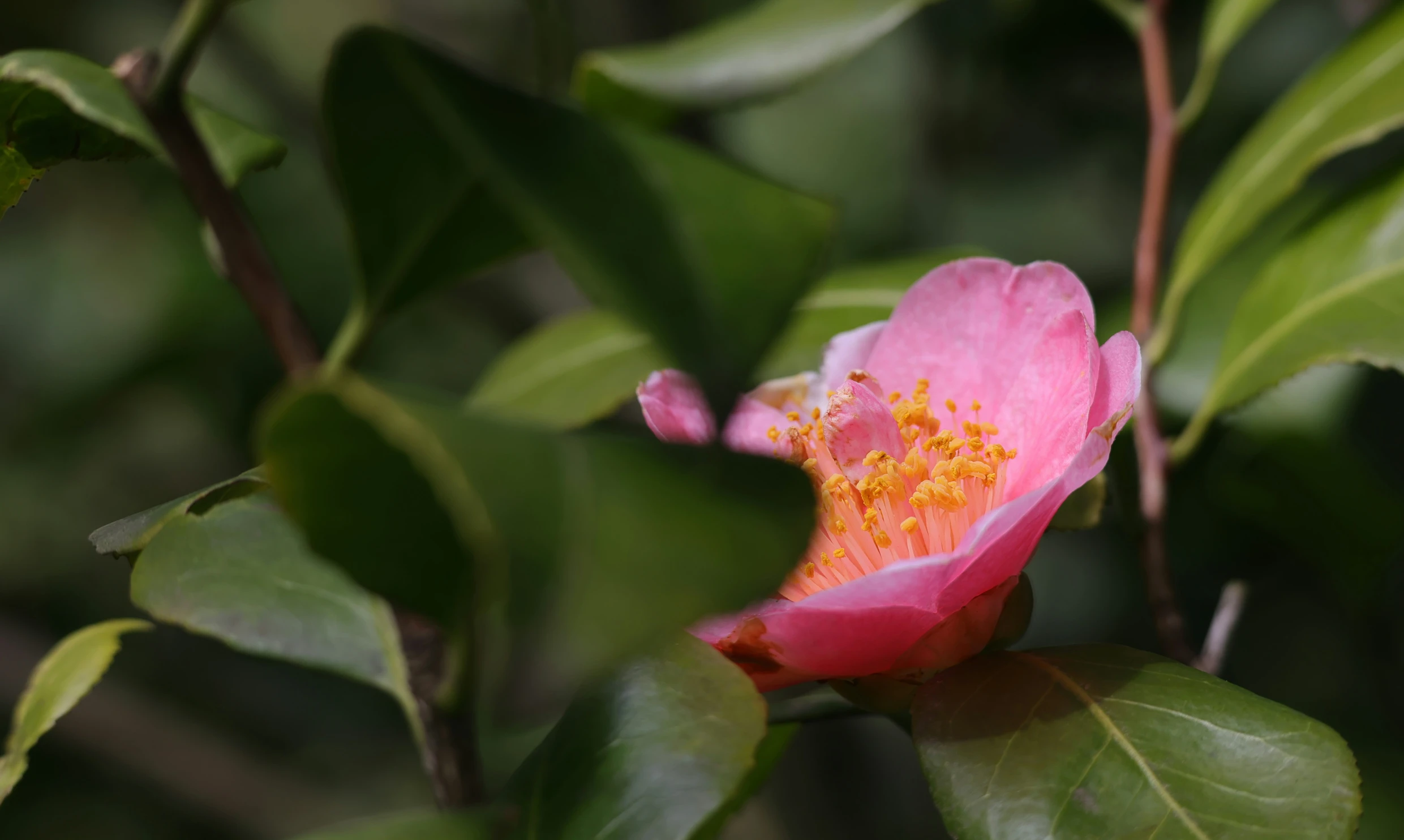 there is an extremely bright pink flower blooming