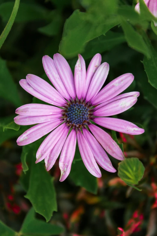 the large purple flower is surrounded by green leaves