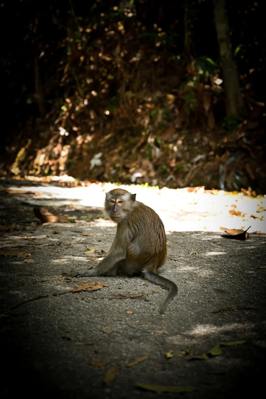 a monkey sits on the ground in the middle of the park