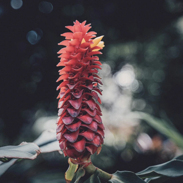 a very nice red flower with some blurry background