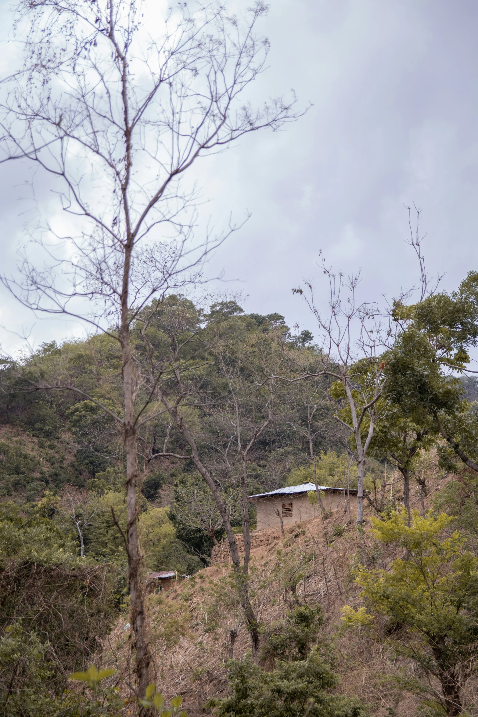 there is a large house sitting in the forest