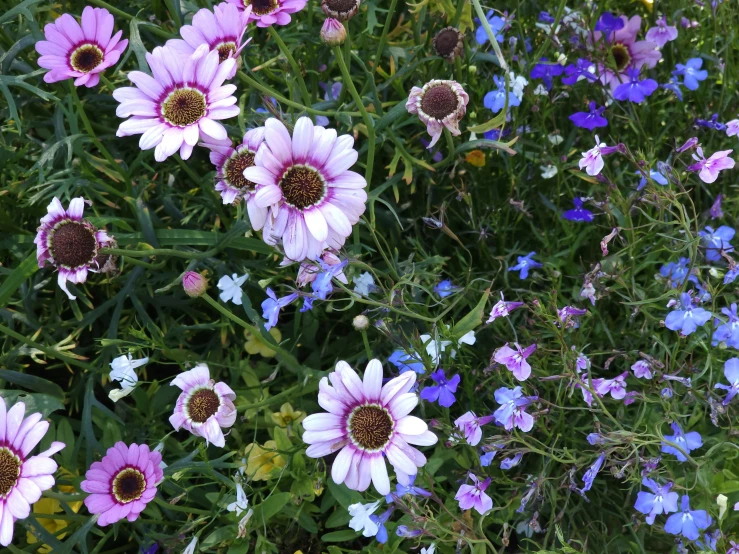 purple daisies and blue flowers are in a field