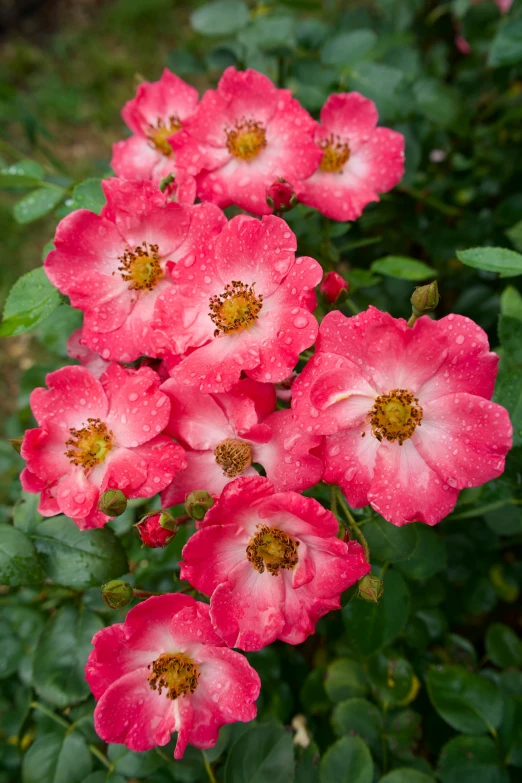 a cluster of pink flowers with raindrops