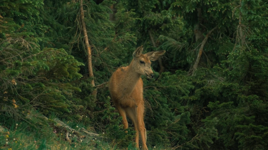 there is a small animal walking in the woods