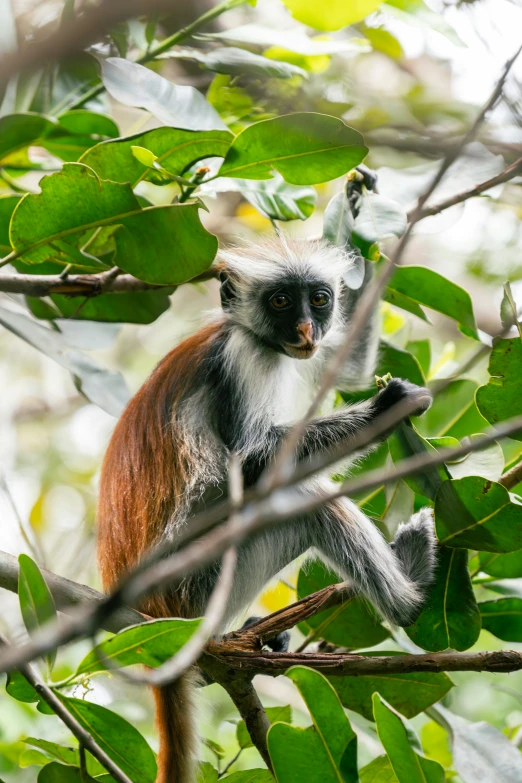 a red headed monkey sitting in a tree