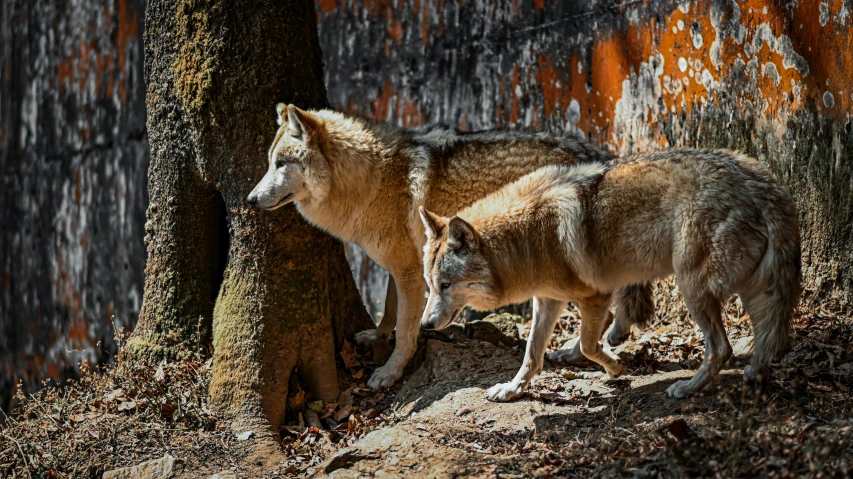 two wolfs, two are standing by the trees