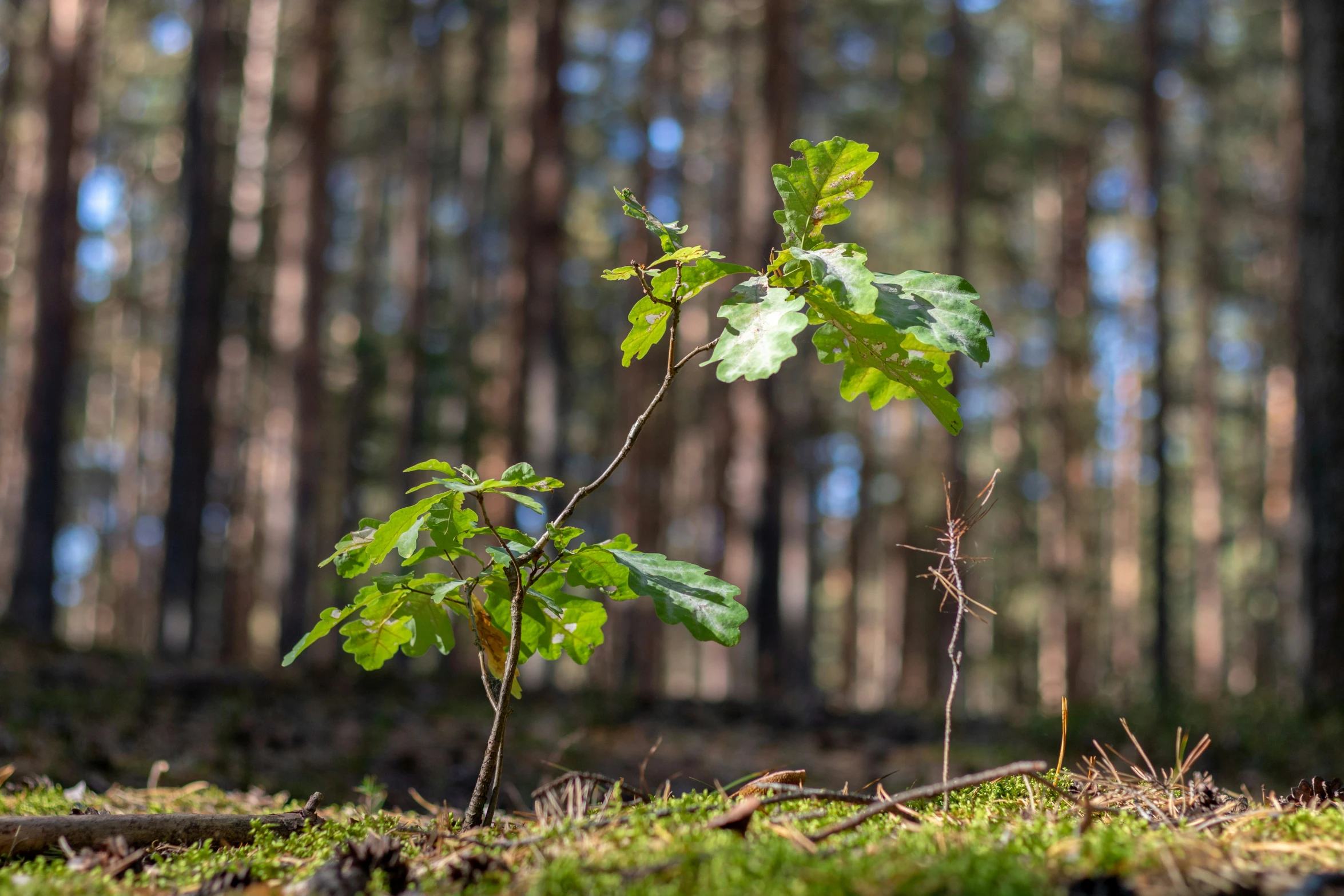 small tree growing on grass in a forest