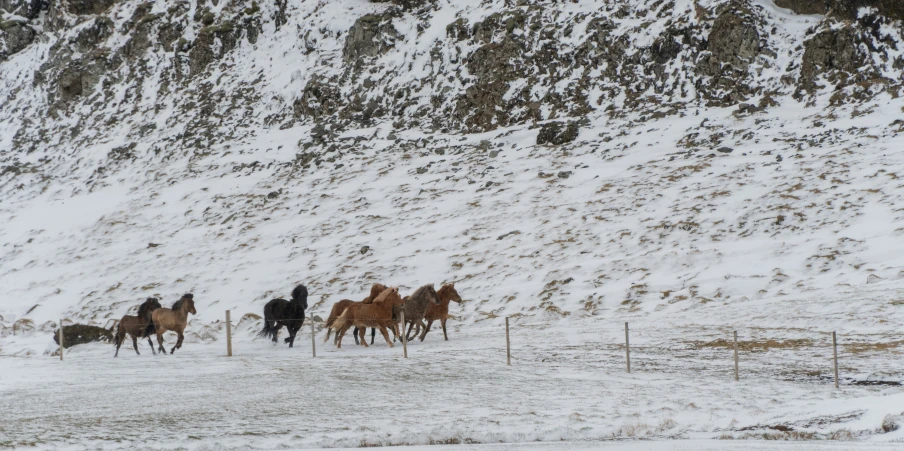 the horses are running in a field of snow