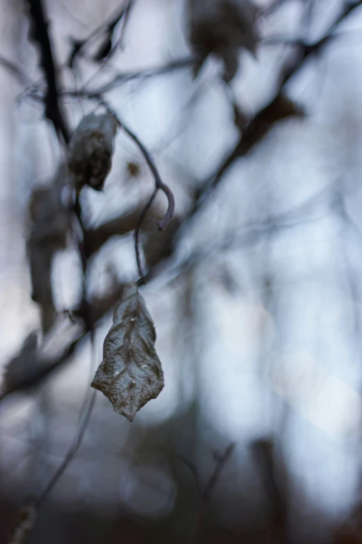 some buds on a tree nch with water droplets