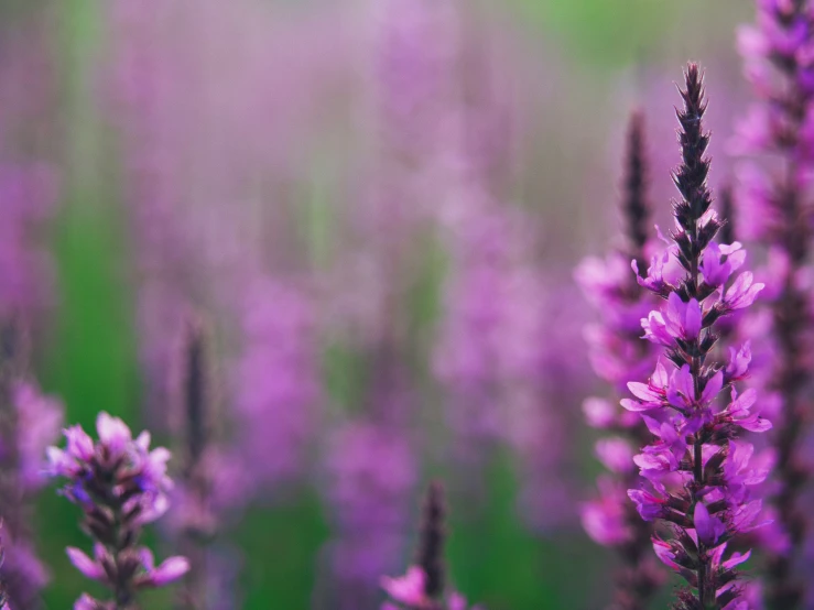 a cluster of purple flowers are in bloom