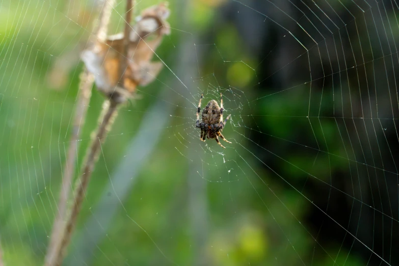 a close up of a spider on a web