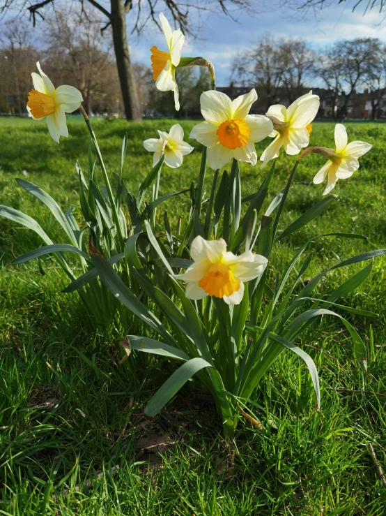 a field full of yellow and white flowers