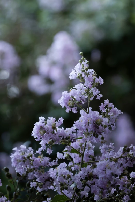 an image of purple flowers in bloom in the forest