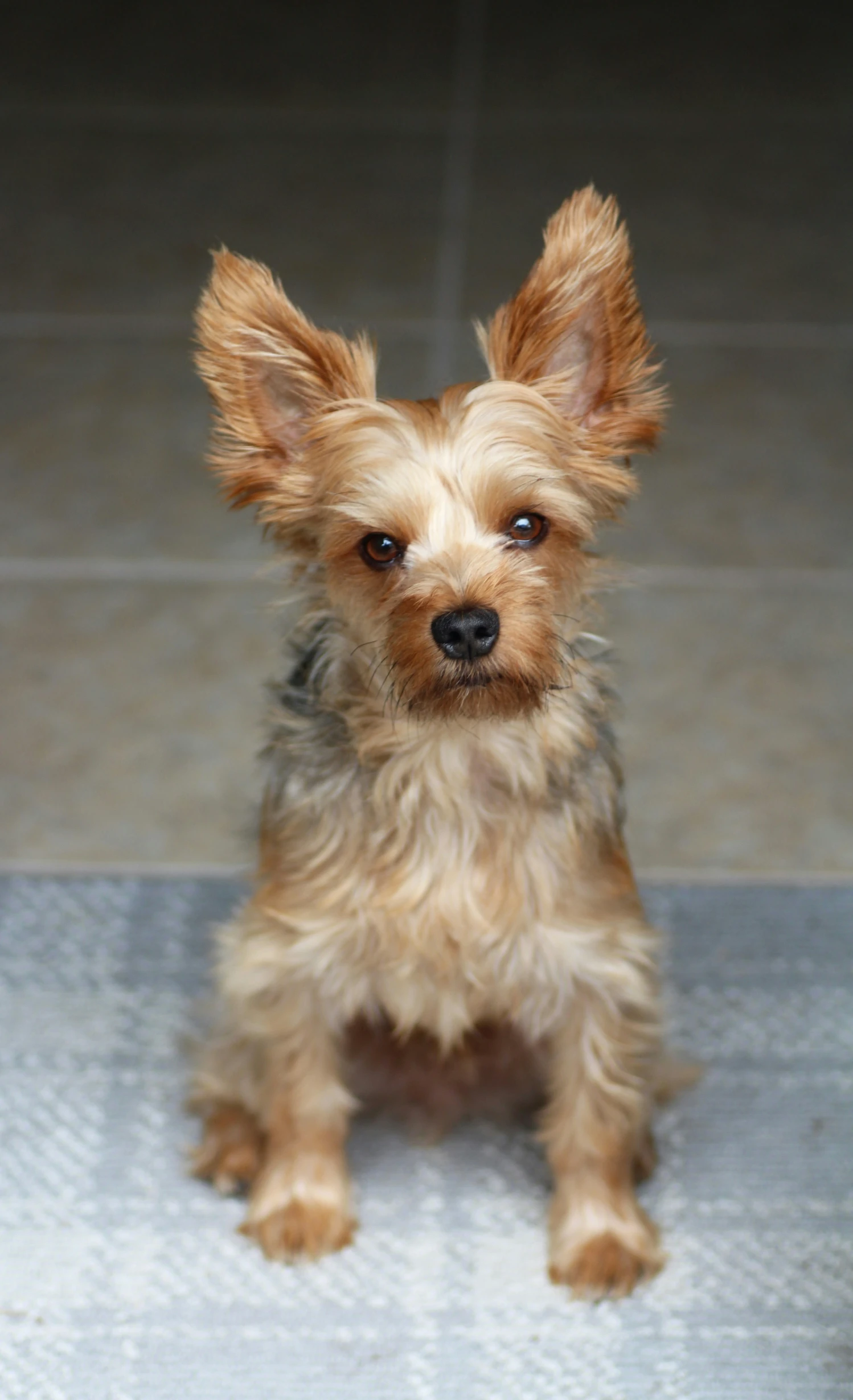 a small dog sitting on top of a floor next to tiled floors