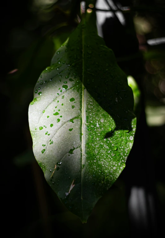 a leaf that has lots of water on it