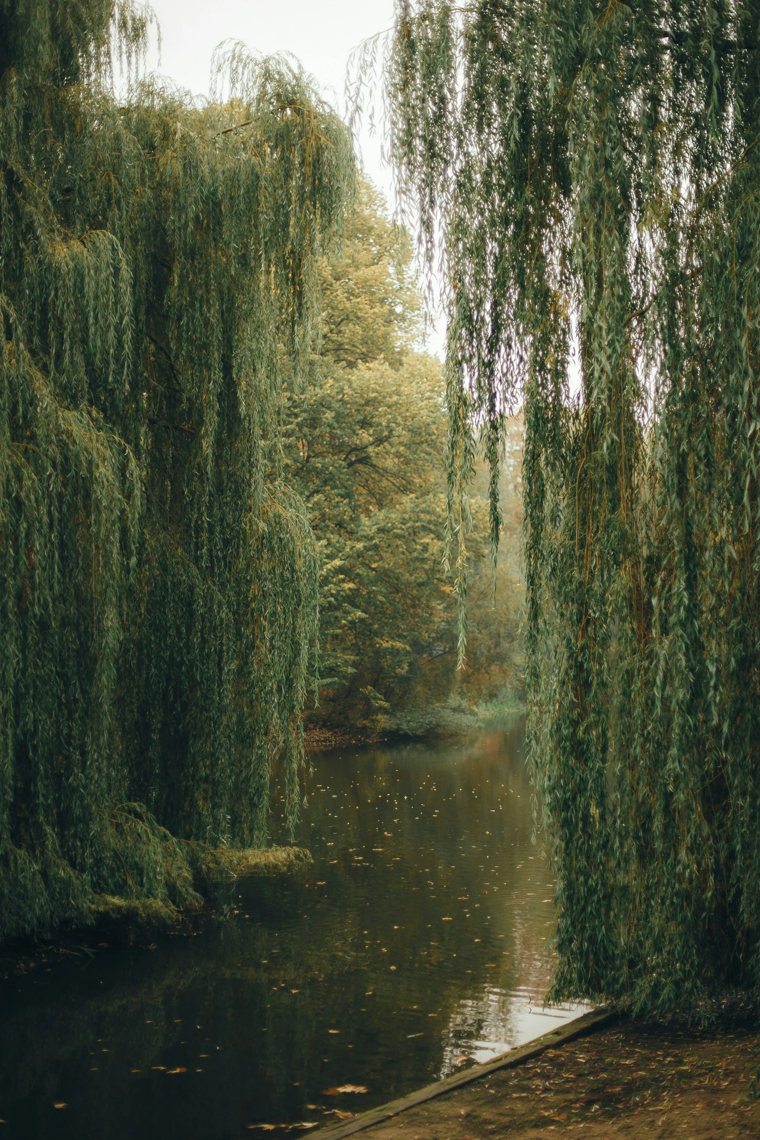 trees with leaves hanging over them surrounding a pond