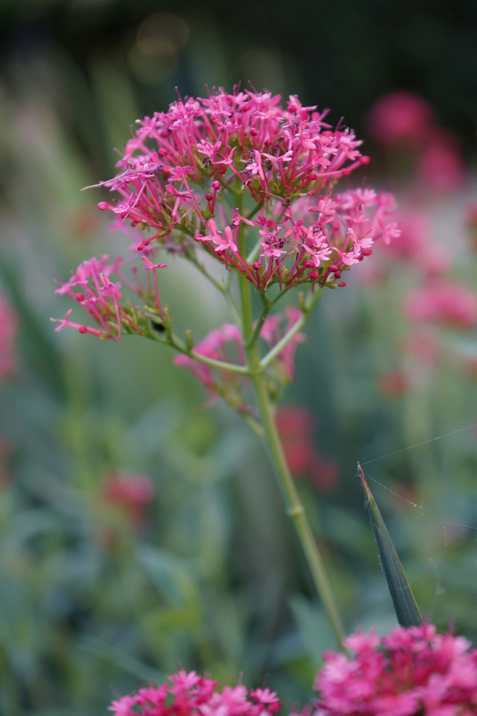 a small bird flying around pink flowers