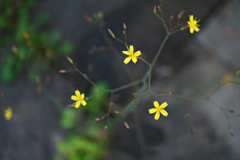 small yellow flowers are on the outside of a window