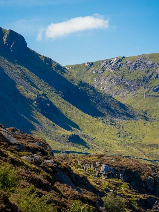 there is a small animal standing on the mountain