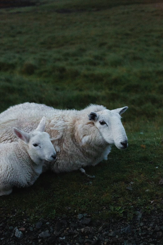 two sheep laying down in the grass on a hill