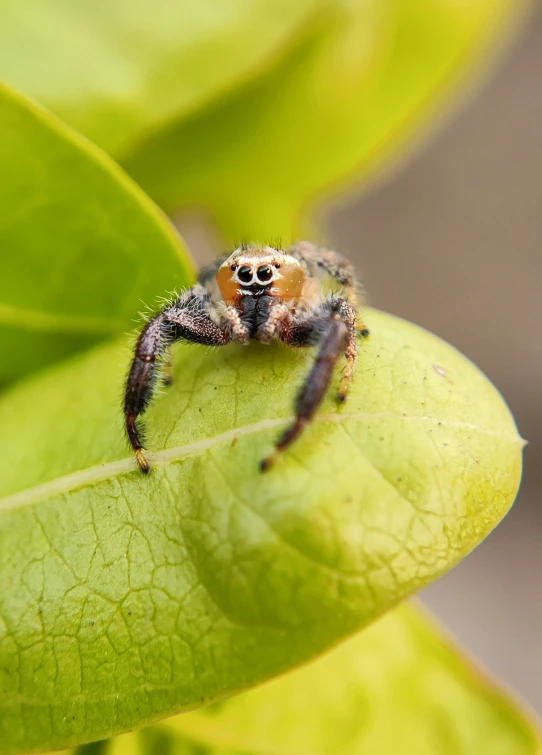 a small spider on a leaf looking around