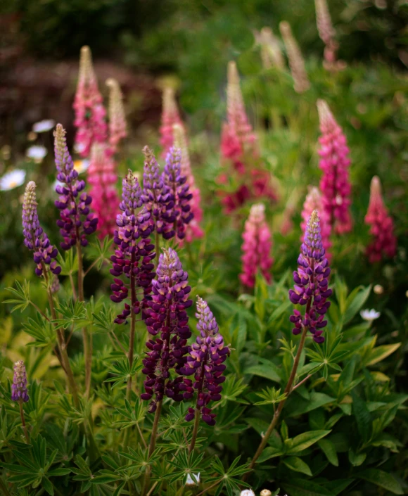 a group of purple flowers with green leaves