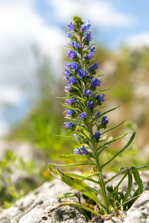 a close up of a flower on a rock