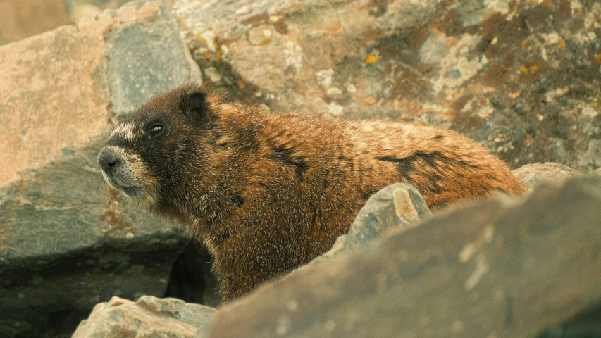 a bear stares out over a boulder wall