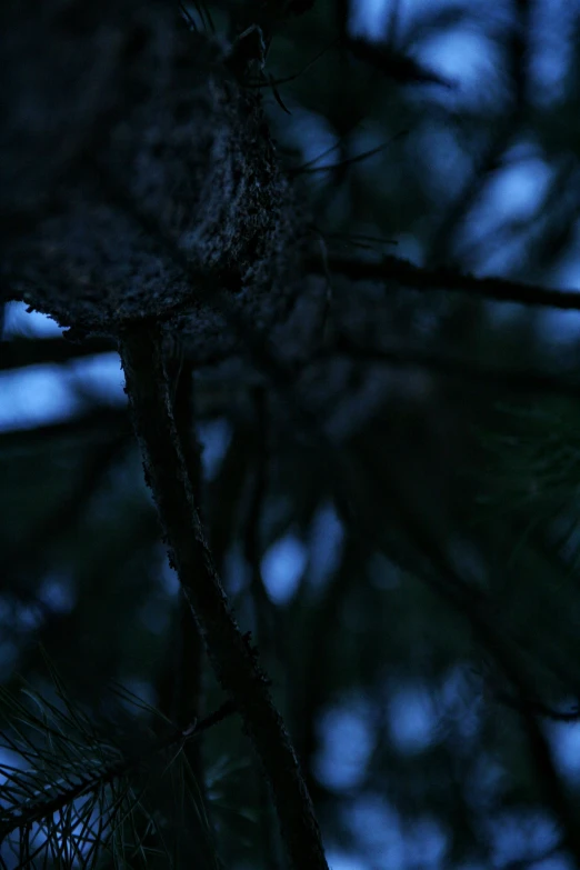 a black and white owl sitting on top of a tree nch