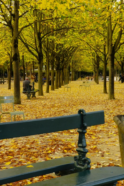 a park filled with lots of leaf covered ground