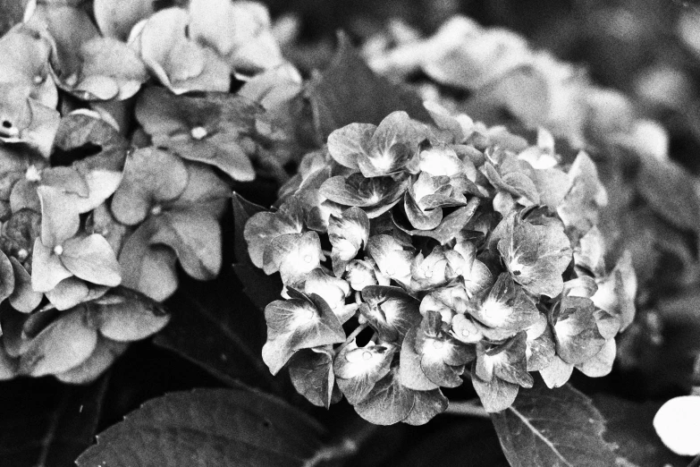 a close up of a small hydrant flower in bloom