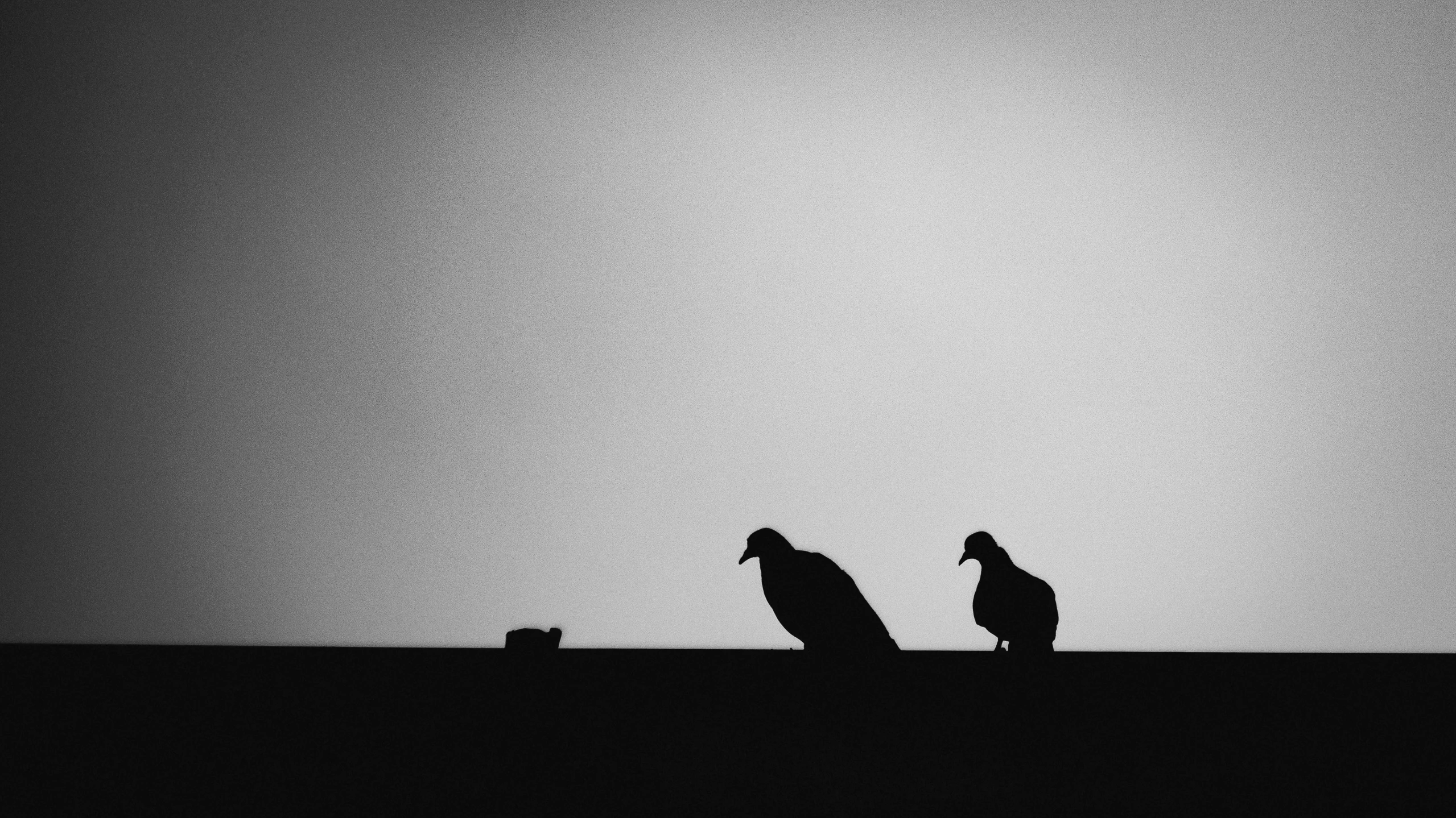 two birds standing next to each other on top of a hill