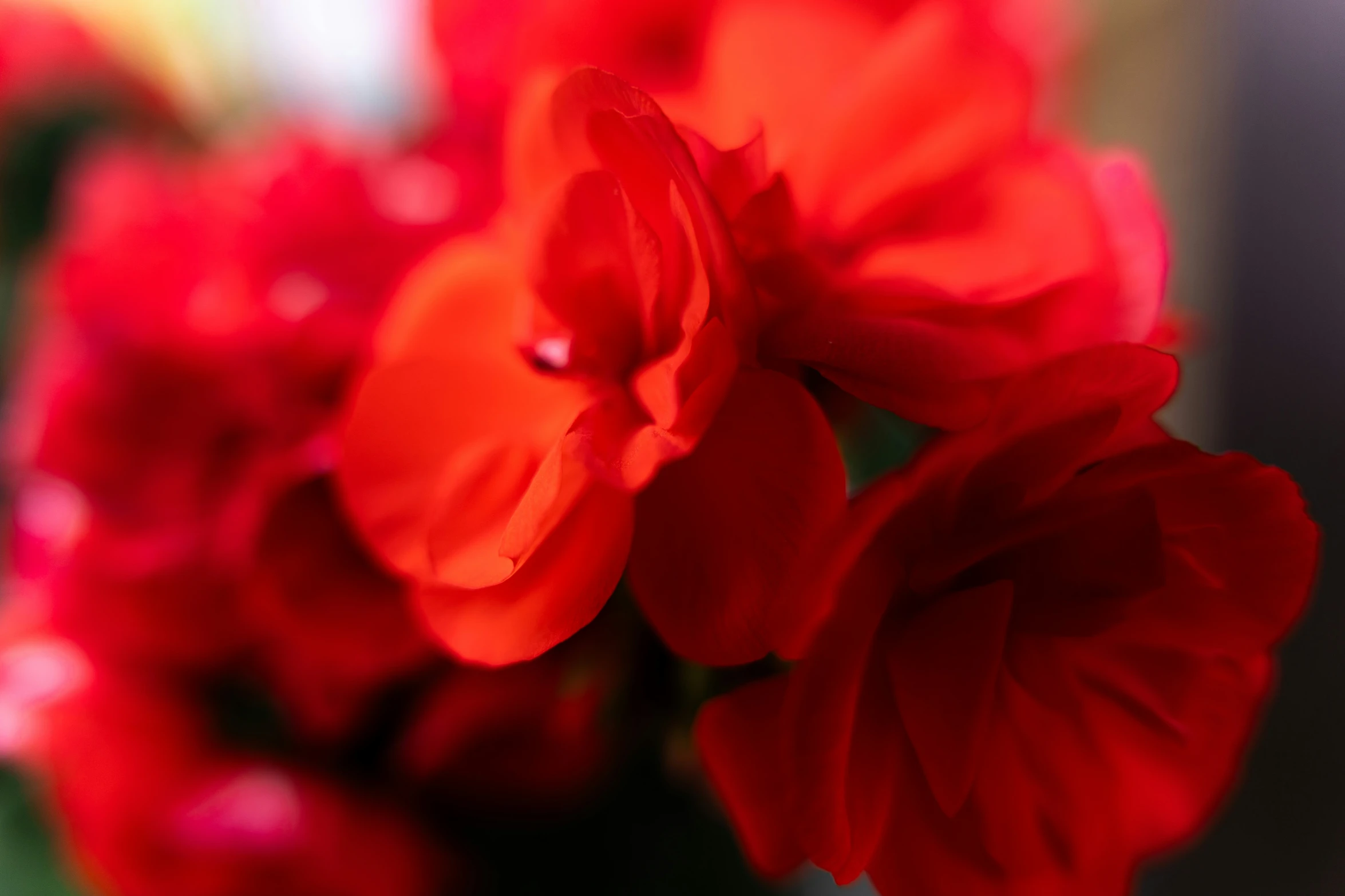 a flower that is red and green on the top of a nch