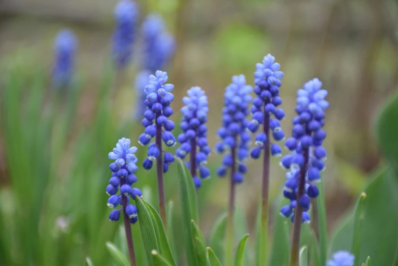 blue flowers with long stem stems are in the grass