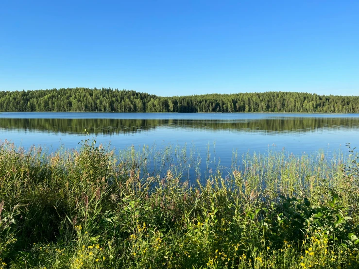 lake surrounded by green brush and trees