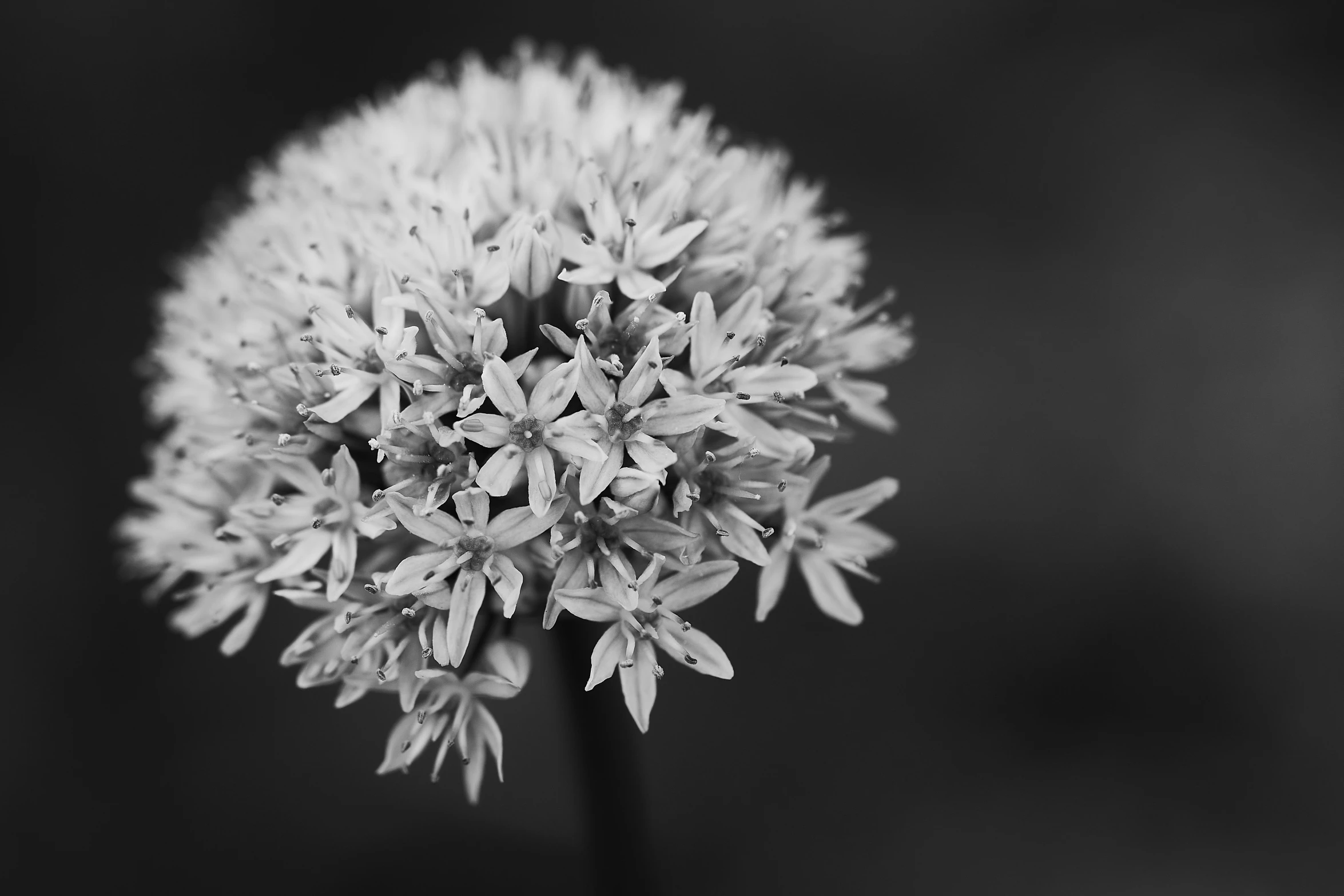 a black and white po of an alliumum flower