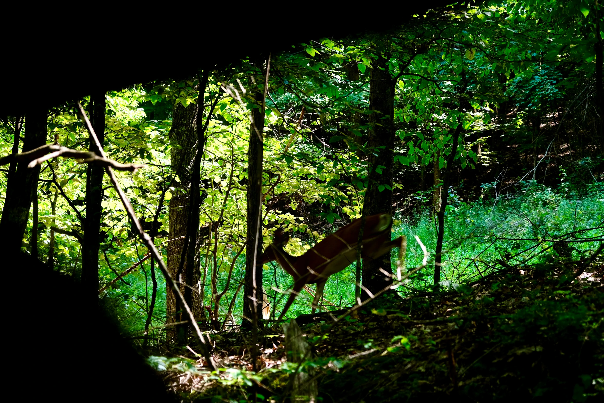 a deer is walking through the forest near trees