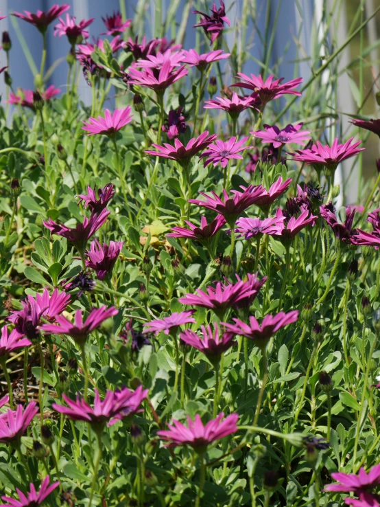 a bird sits on a pink flower next to many green plants