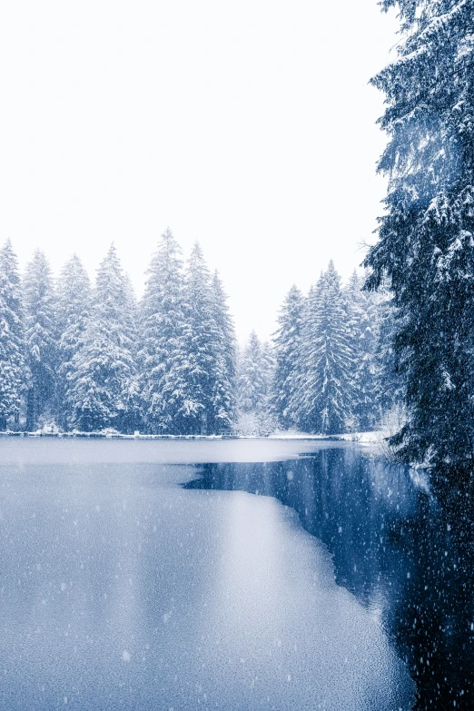 trees line the water with snow all around them