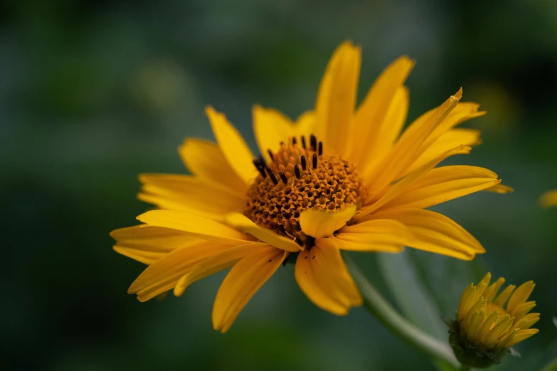 a bee is on a sunflower and looking into the distance