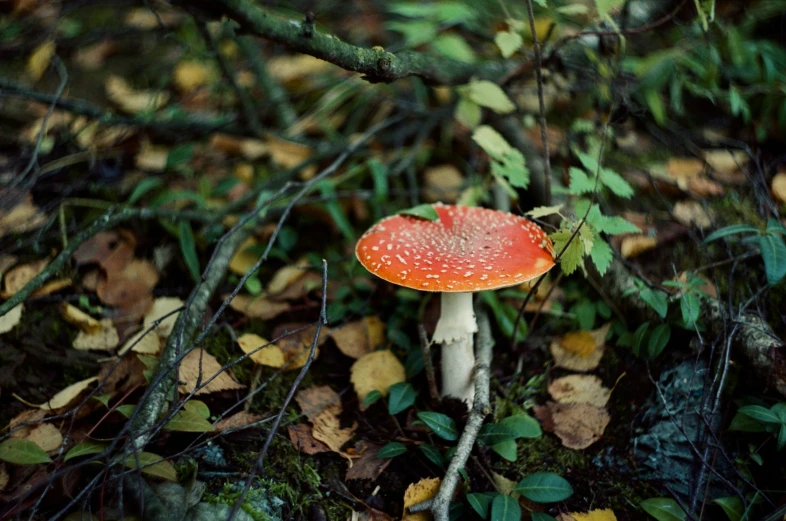 a small red mushroom in the woods
