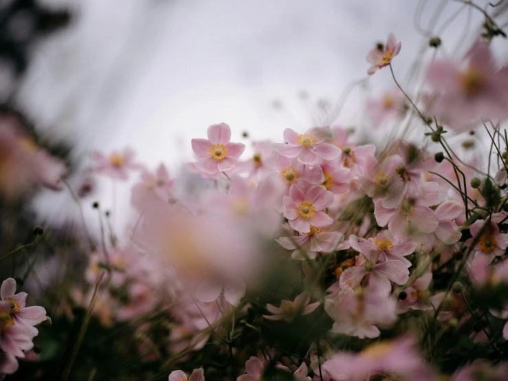 a field full of small pink flowers