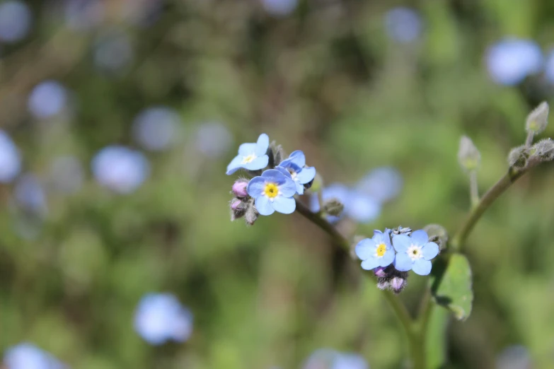 small blue flowers on a twig in a field
