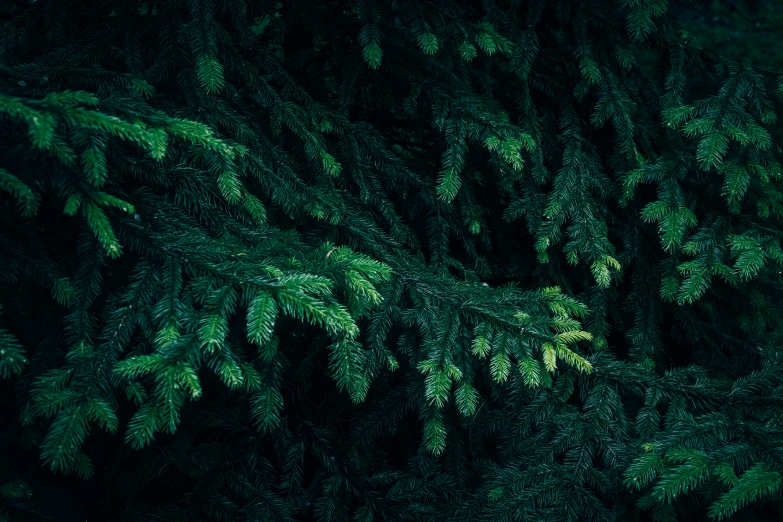 an overhead view of some green tree nches